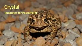  Presentation with waiting - Slide set consisting of eat frog - brown toad sitting background and a  colored foreground