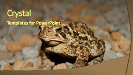  Presentation with waiting - Presentation theme enhanced with eat frog - brown toad sitting background and a  colored foreground