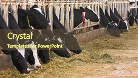  Presentation with dairy farm - PPT theme having eat hay at dairy farm background and a tawny brown colored foreground