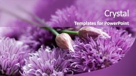  Presentation with blooming flower animated - Audience pleasing presentation theme consisting of eatable - close up of blooming chives backdrop and a purple colored foreground