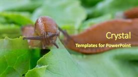  Presentation with lettuce in the vegetable garden - Slides featuring eating a lettuce leaf snail background and a  colored foreground