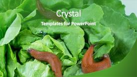  Presentation with lettuce in the vegetable garden - Presentation theme having eating a lettuce leaf snail background and a  colored foreground