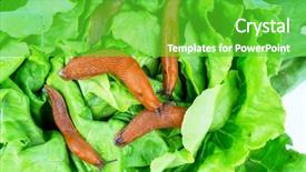  Presentation with lettuce in the vegetable garden - Slides having eating a lettuce leaf snail background and a  colored foreground