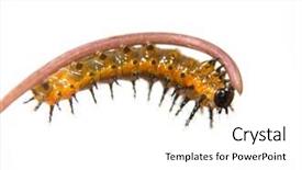  Presentation with old days - Cool new PPT layouts with eating a passion flower tendril backdrop and a white colored foreground