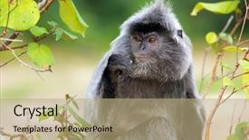  Presentation with banana stem tree and leaf - Amazing PPT theme having eating figs on the tree backdrop and a coral colored foreground