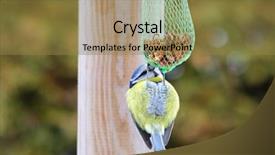  Presentation with blue and yellow green - Slide deck with eating nuts inside green mesh background and a tawny brown colored foreground