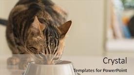  Presentation with domestic animal - Cool new PPT layouts with eating on a metal bowl backdrop and a soft green colored foreground