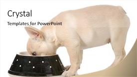  Presentation with free dog - Slide deck having eating out of a bowl background and a white colored foreground