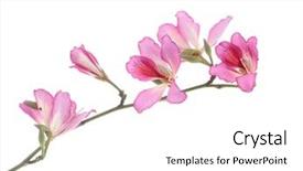  Presentation with orchid - Beautiful slide deck featuring ebony - bauhinia purpurea or orchid tree backdrop and a white colored foreground