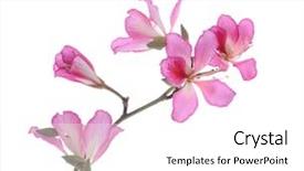  Presentation with orchid - Colorful slide set enhanced with ebony - bauhinia purpurea or orchid tree backdrop and a white colored foreground