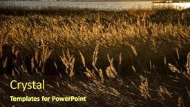  Presentation with natural - PPT theme with ebro-delta-is-a-unique and a wine colored foreground