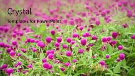  Presentation with purple flowers - PPT theme consisting of ecco park - here are beautiful purple flowers background and a coral colored foreground