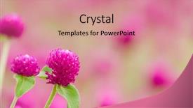  Presentation with purple flowers - Beautiful PPT layouts featuring ecco park - here are beautiful purple flowers backdrop and a coral colored foreground