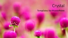  Presentation with purple flowers and oils - Slide deck with ecco park - here are beautiful purple flowers background and a coral colored foreground