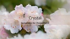  Presentation with azalea - Presentation featuring ecco park - here were purple and beautiful background and a mint green colored foreground