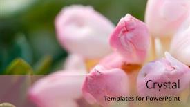  Presentation with azalea - Presentation theme enhanced with ecco park - here were purple and beautiful background and a coral colored foreground