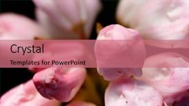  Presentation with azalea - Presentation theme consisting of ecco park - here were purple and beautiful background and a coral colored foreground