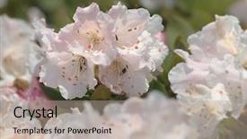  Presentation with azalea - Presentation design having ecco park - here were purple and beautiful background and a mint green colored foreground