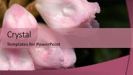  Presentation with azalea - Presentation featuring ecco park - here were purple and beautiful background and a coral colored foreground