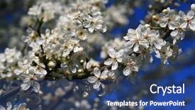  Presentation with last - Presentation enhanced with ecco park - last is spring here background and a ocean colored foreground