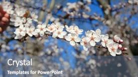  Presentation with plum blossom - PPT theme having ecco park - spring is here blossom background and a seafoam green colored foreground