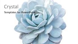  Presentation with white snow - Presentation featuring echeveria elegans the mexican snow ball mexican gem or white mexican rose is a flowers native to semi-desert in mexico flowers isolated on the white background background and a white colored foreground