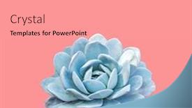  Presentation with pink rose - Audience pleasing PPT theme consisting of echeveria elegans the mexican snow ball mexican gem or white mexican rose is a flowers native to semi-desert in mexico flowers isolated on the pink background backdrop and a light gray colored foreground