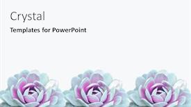  Presentation with white snow - Amazing presentation theme having echeveria elegans the mexican snow ball mexican gem or white mexican rose is a flowers native to semi-desert in mexico flowers isolated on the white background backdrop and a cool aqua colored foreground