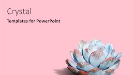  Presentation with pink rose - Colorful presentation theme enhanced with echeveria elegans the mexican snow ball mexican gem or white mexican rose is a flowers native to semi-desert in mexico flowers isolated on the pink background backdrop and a light gray colored foreground
