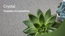  Presentation with succulents - Audience pleasing slide set consisting of echeveria on a gray stone backdrop and a gray colored foreground