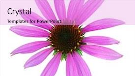  Presentation with single ladies - Amazing presentation having echinacea - close up of single fresh backdrop and a lavender colored foreground