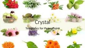  Presentation with echinacea - PPT theme featuring echinacea - collage of herbs and plants background and a soft green colored foreground