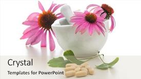  Presentation with alternative medicine - Slide deck having echinacea - healing herbs and mortar alternative background and a soft green colored foreground
