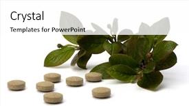  Presentation with herbal medicine - Amazing slide deck having echinacea antibiotics - herbal medicine isolated on white backdrop and a white colored foreground