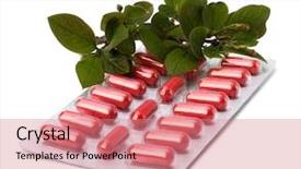  Presentation with herbal medicine - Colorful slides enhanced with echinacea antibiotics - herbal medicine isolated on white backdrop and a coral colored foreground