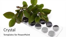  Presentation with herbal medicine - Audience pleasing presentation consisting of echinacea antibiotics - herbal medicine isolated on white backdrop and a white colored foreground