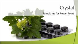  Presentation with echinacea - Audience pleasing PPT theme consisting of echinacea antibiotics - herbal medicine isolated on white backdrop and a  colored foreground