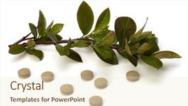  Presentation with herbal medicine - Amazing PPT theme having echinacea antibiotics - herbal medicine isolated on white backdrop and a lemonade colored foreground