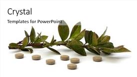  Presentation with herbal medicine - PPT layouts consisting of echinacea antibiotics - herbal medicine isolated on white background and a white colored foreground