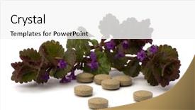  Presentation with herbal medicine - Audience pleasing theme consisting of echinacea antibiotics - herbal medicine isolated on white backdrop and a white colored foreground