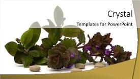  Presentation with herbal medicine - PPT layouts with echinacea antibiotics - herbal medicine isolated on white background and a white colored foreground