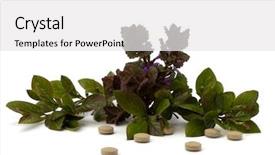  Presentation with herbal medicine - Beautiful presentation theme featuring echinacea antibiotics - herbal medicine isolated on white backdrop and a white colored foreground