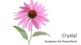  Presentation with echinacea - Cool new presentation theme with echinacea flower on white backdrop and a white colored foreground