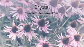  Presentation with soft focus abstract nature - Beautiful PPT layouts featuring echinacea flowers echinacea purpurea soft backdrop and a light blue colored foreground
