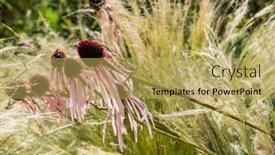  Presentation with echinacea - Slides having echinacea-flowers-in-the-garden background and a yellow colored foreground