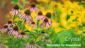  Presentation with echinacea - Audience pleasing presentation consisting of echinacea-flowers-in-the-garden backdrop and a forest green colored foreground