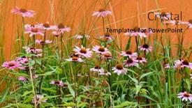  Presentation with echinacea - Audience pleasing PPT layouts consisting of echinacea-flowers-in-the-garden backdrop and a gold colored foreground