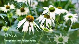  Presentation with echinacea - Cool new theme with echinacea-flowers-in-the-garden backdrop and a forest green colored foreground