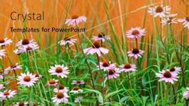  Presentation with echinacea - Theme enhanced with echinacea-flowers-in-the-garden background and a gold colored foreground