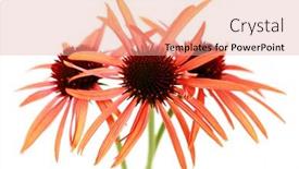 Presentation with echinacea - Colorful presentation enhanced with echinacea flowers on white background - flowers and plants backdrop and a coral colored foreground